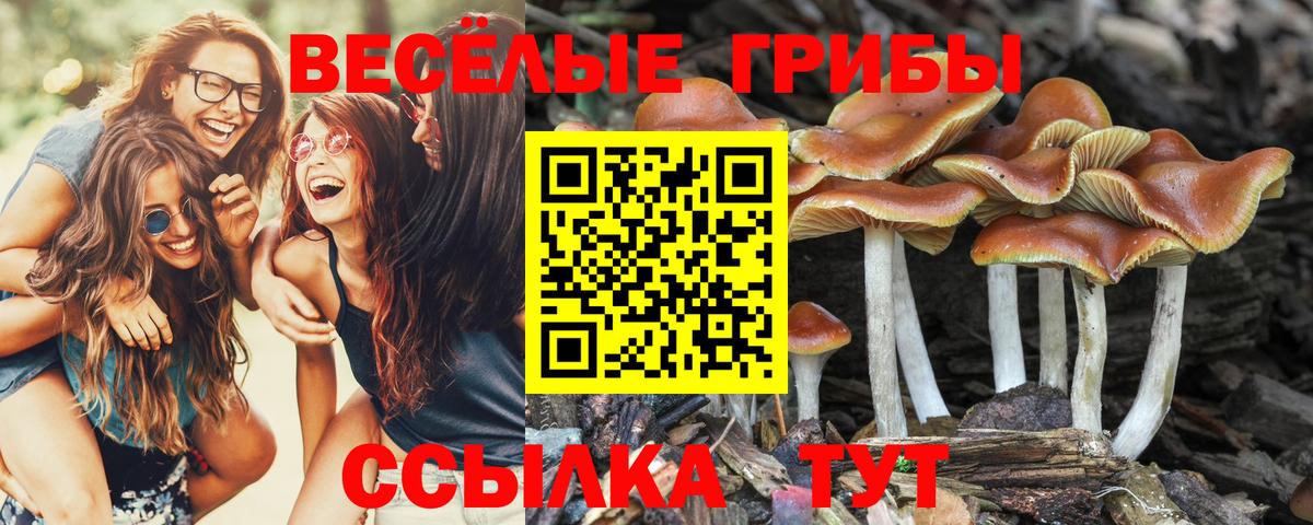 Галлюциногенные грибы GOLDEN TEACHER  Псилоцибиновые грибы мухоморы  Вход с VPN  Куйбышев 